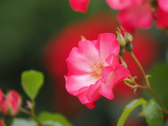 輝く笑顔