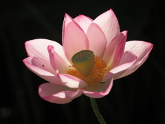 蓮華