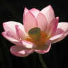 蓮華