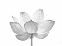 天上の花