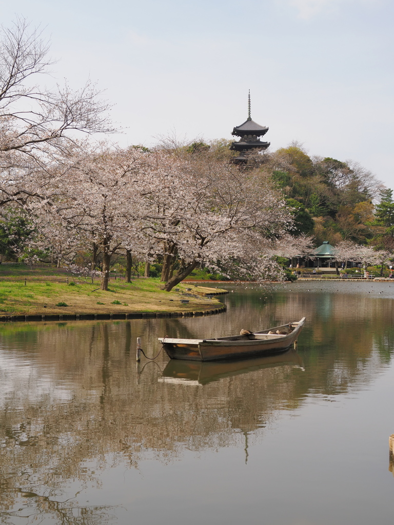 三渓園　桜の頃