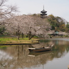 三渓園　桜の頃