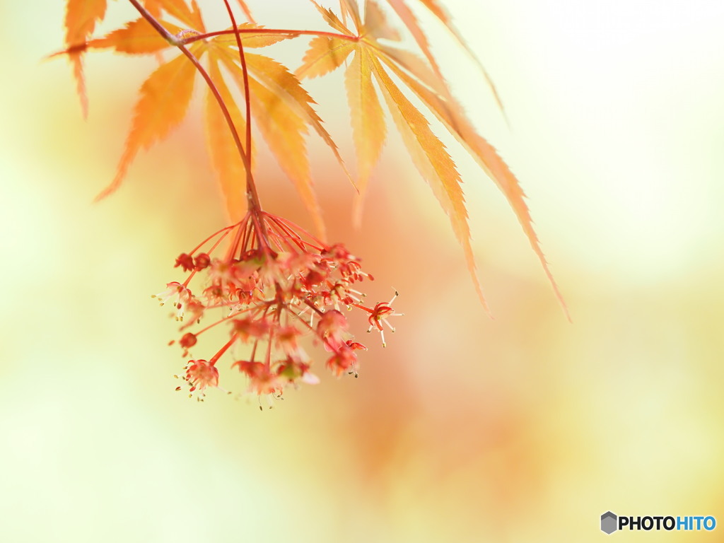 春紅葉と花