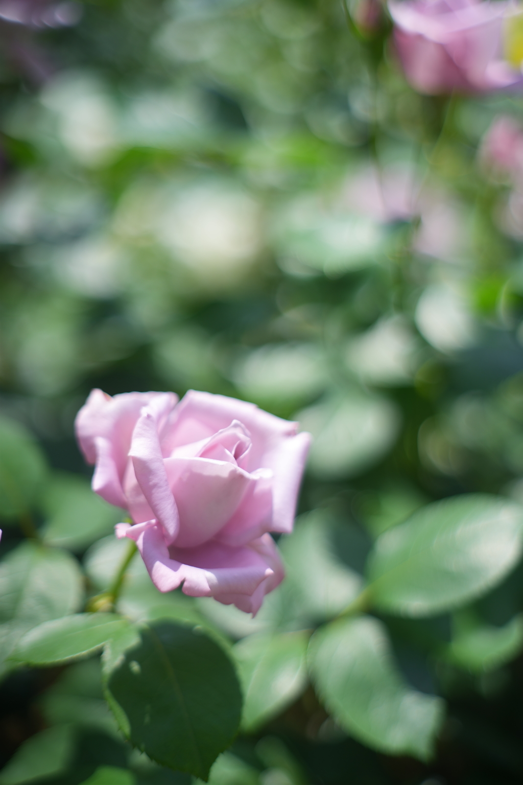 春薔薇の輝き