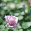 春薔薇の輝き