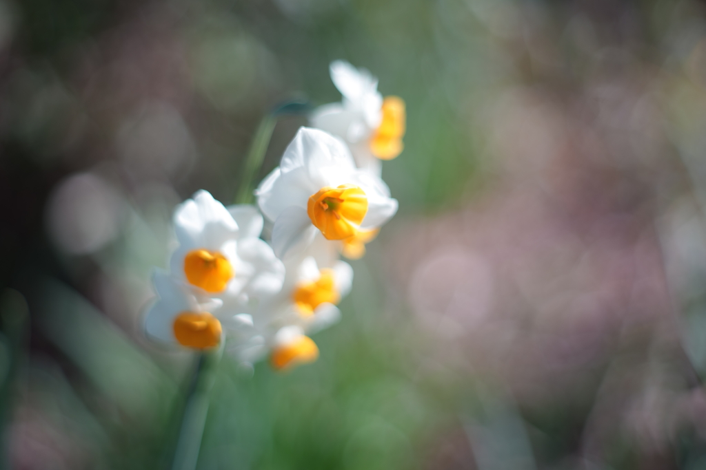 早春の光の中で