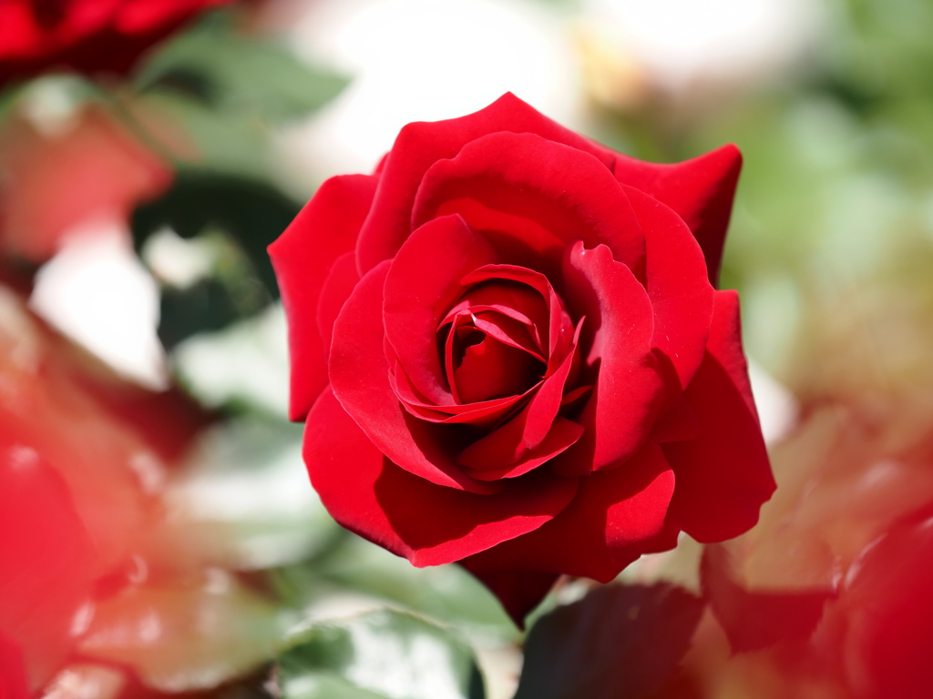 紅い薔薇