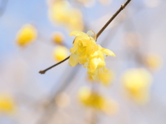 早春の香を感じて