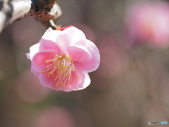 砂糖菓子みたいだ～花の寺より９