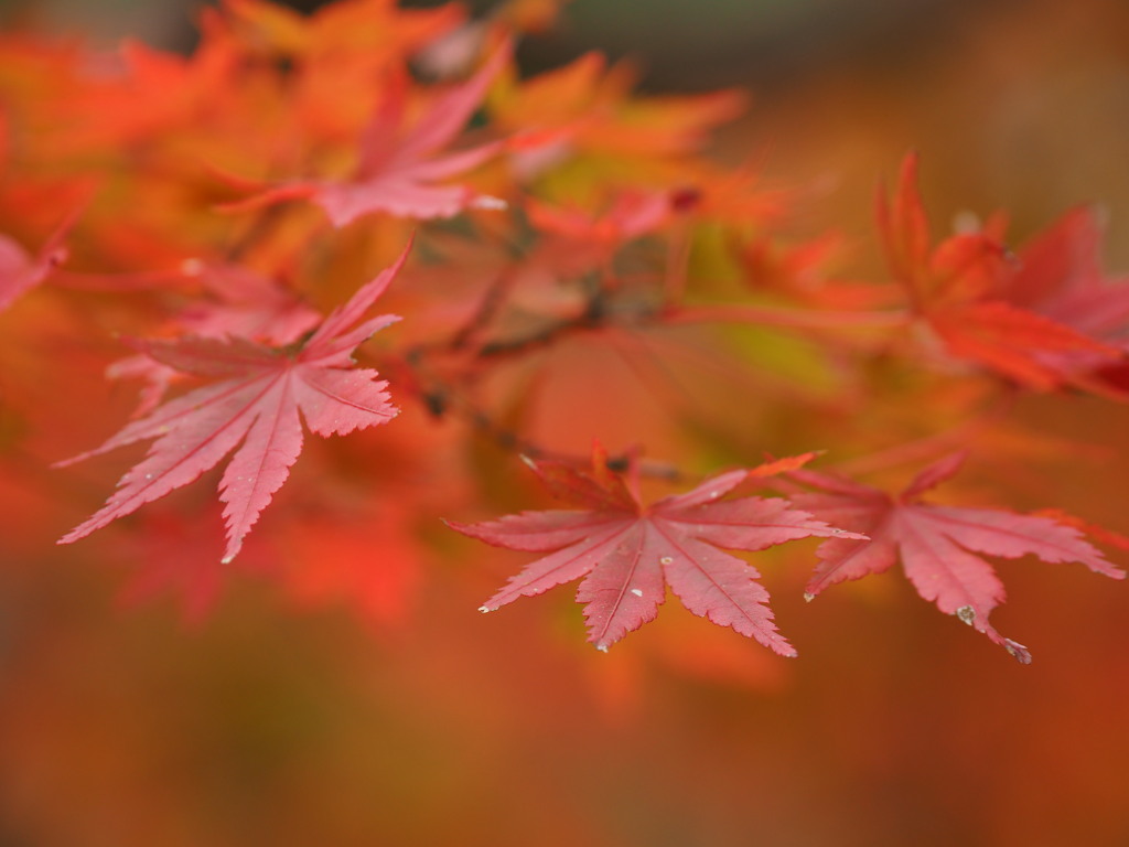 紅葉