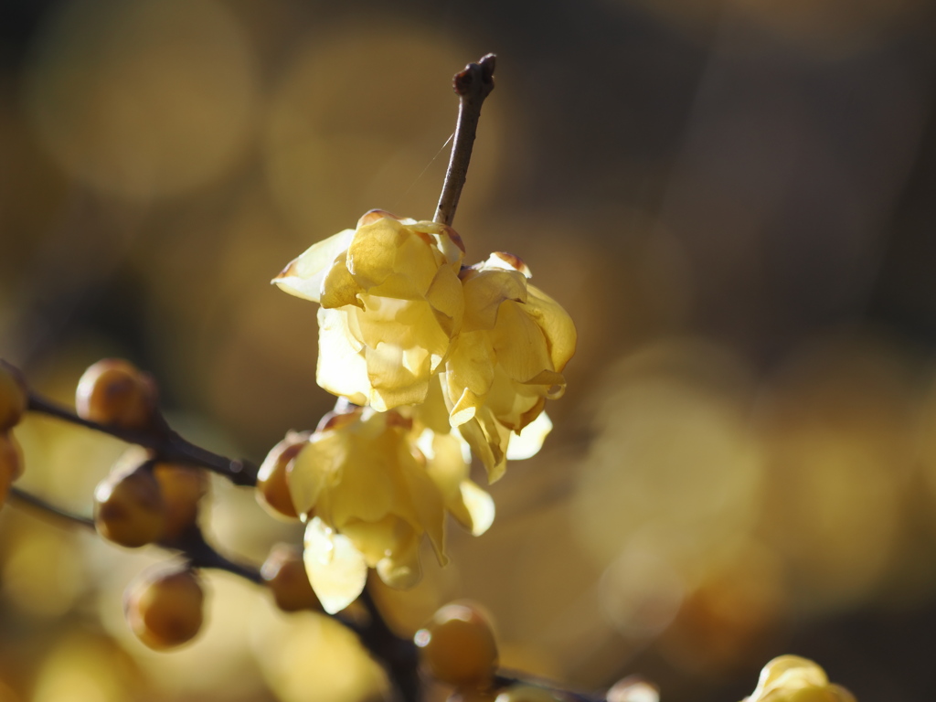 早春の光の中で