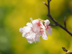 早春の桜