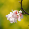 早春の桜