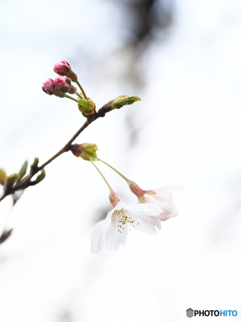 開花ソメイヨシノ
