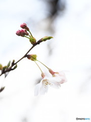 開花ソメイヨシノ