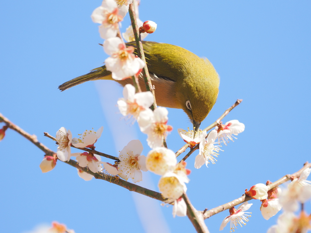 青空とウメジロー