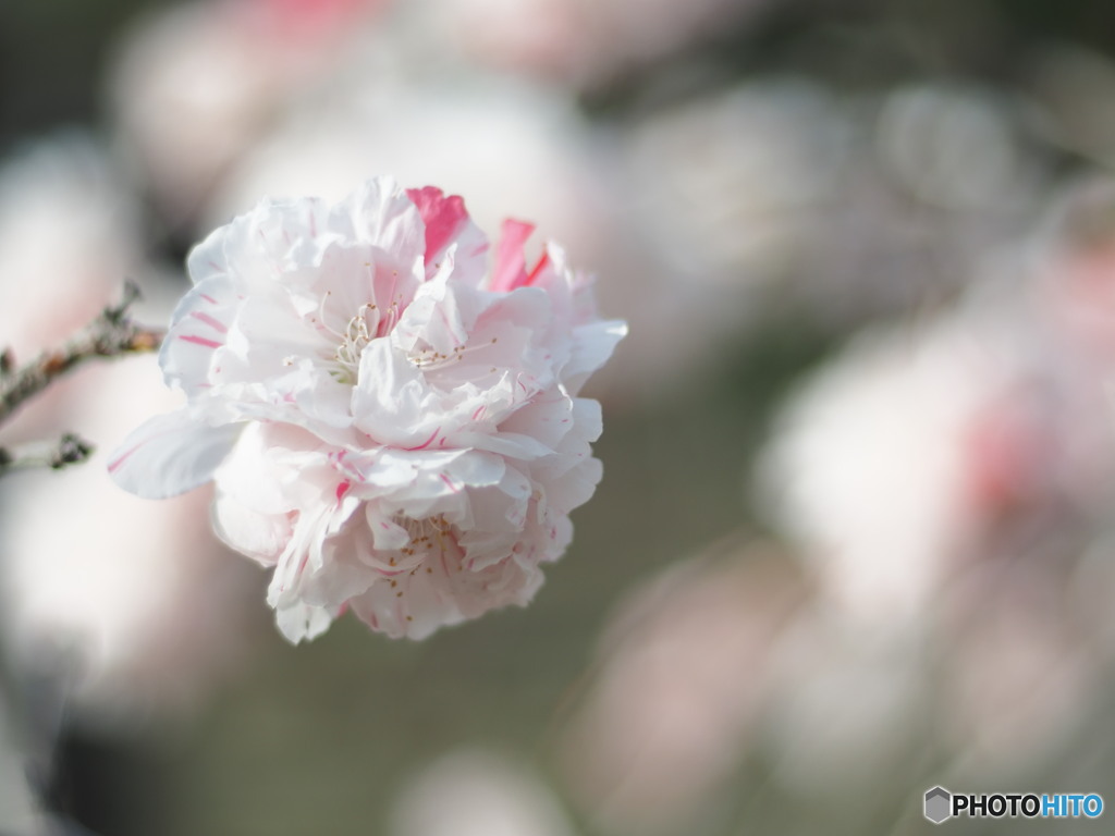 ほんわか桃の花