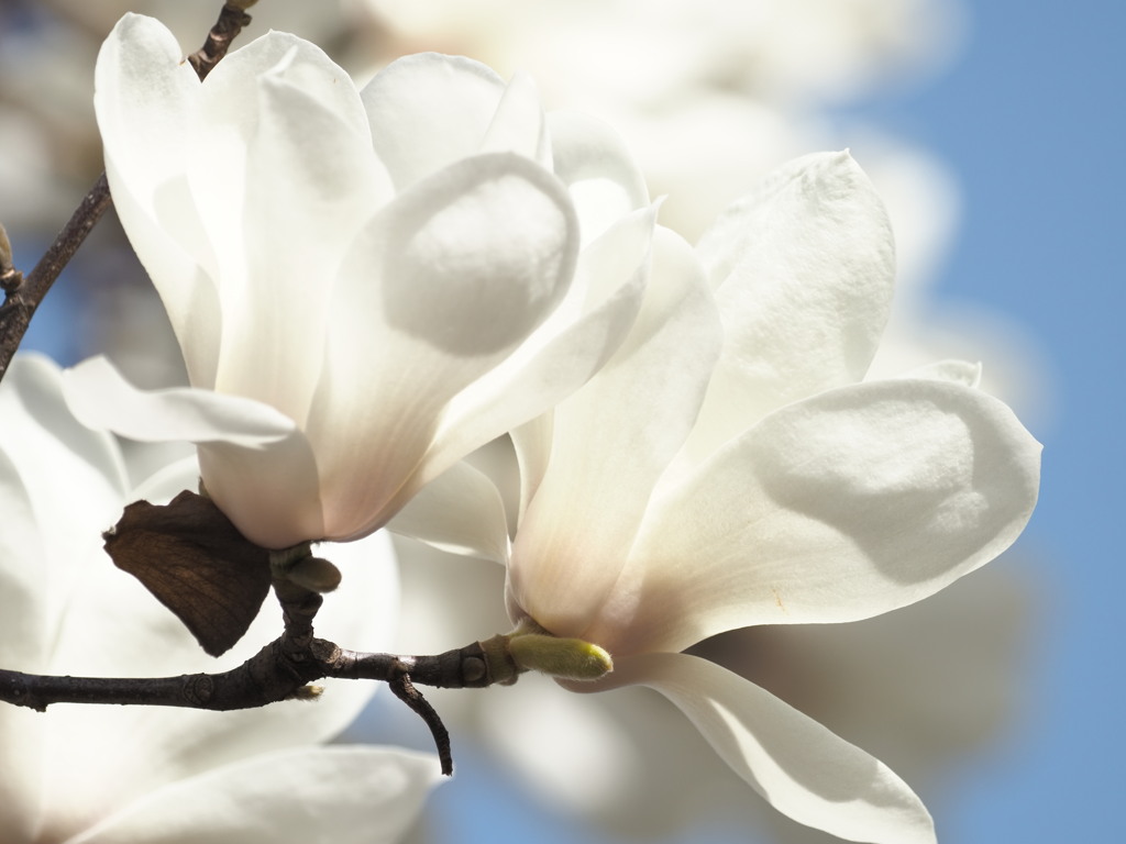 春のランプシェード