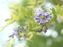 鬼を封じる花