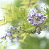 鬼を封じる花