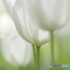 白いチューリップ