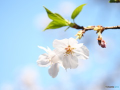 青空に浮かぶ　桜の季節を振り返って2