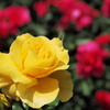 幸せ色の春薔薇