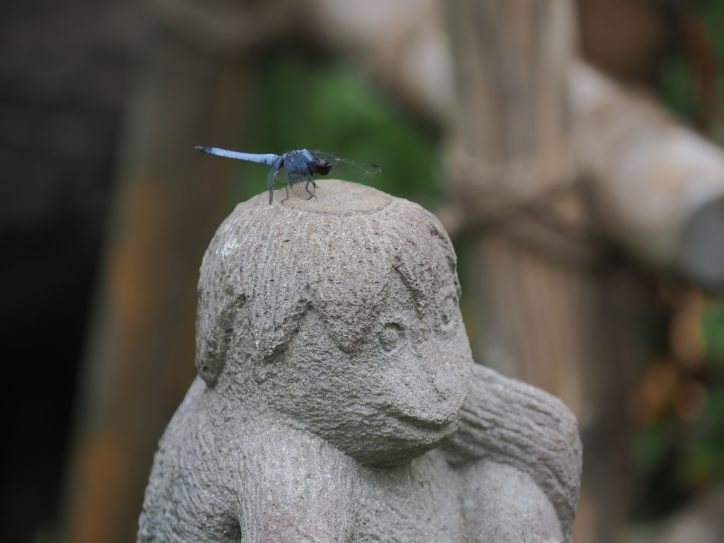 河童さんの頭に