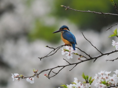 桜と一緒に