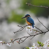 桜と一緒に