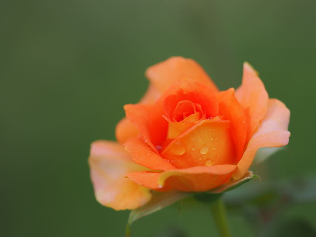 しっとりと秋薔薇