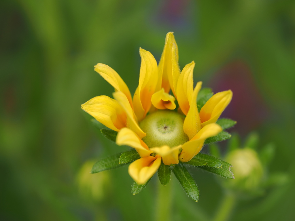 薔薇園の片隅で