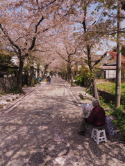 桜の参道