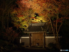 闇に浮かぶ海岸門の紅葉