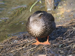 間違えて蹴らないでね