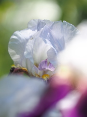 ドイツの花嫁さん