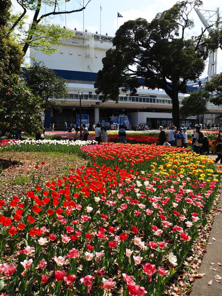 横浜公園でチューリップ満開