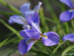 こんな季節に～花の寺より１０