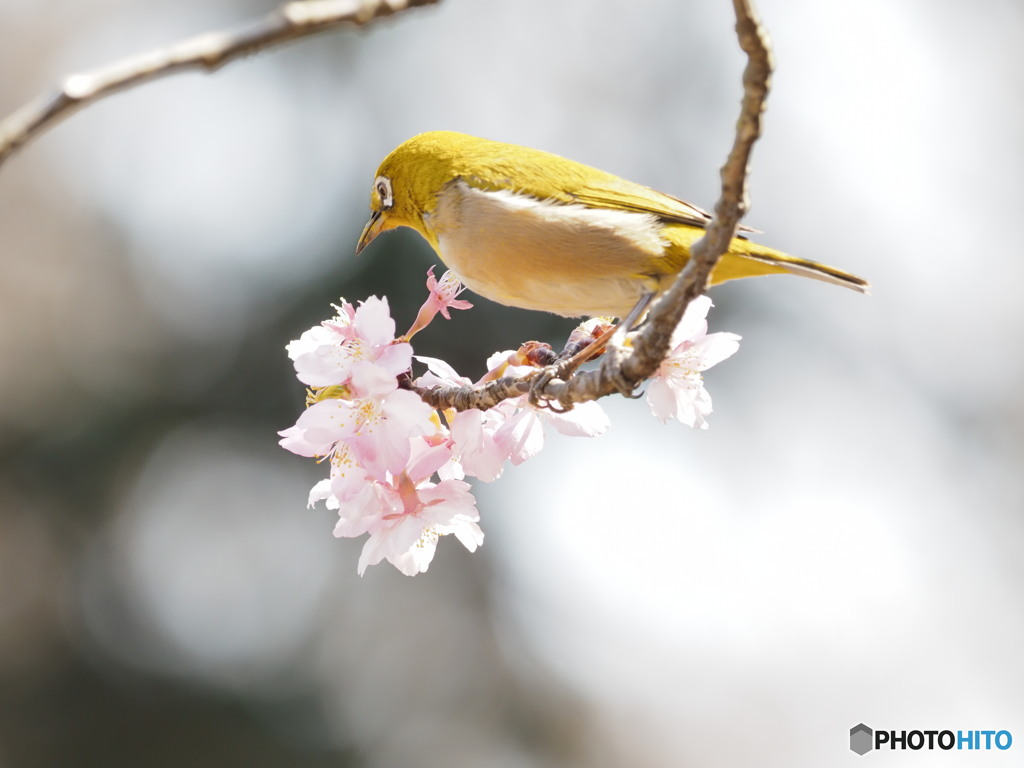 桜のブランコ