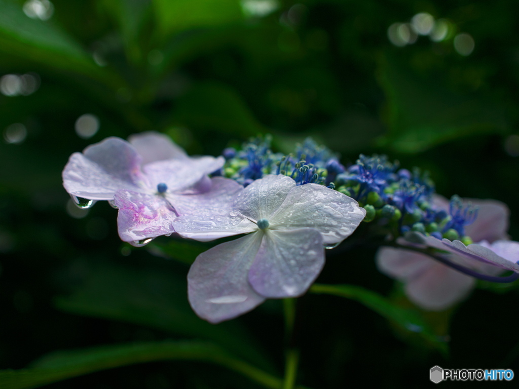 梅雨時紫陽花散歩２
