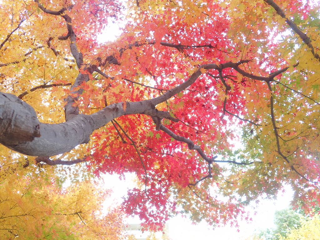 紅葉のステンドグラス