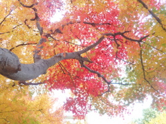 紅葉のステンドグラス