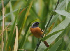 ジョウ君お久しぶりです