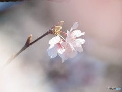 春うらら