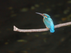 秋は物思いの季節です