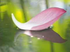 花弁の舟が浮かんだ