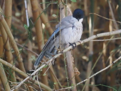 市の鳥にご挨拶