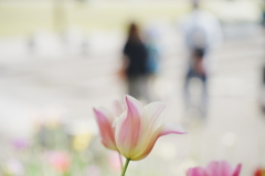 春の公園
