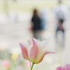 春の公園