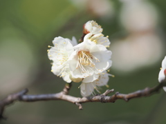 清楚に咲いた臥竜梅